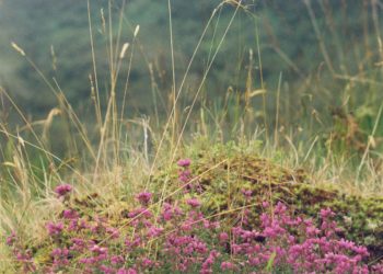 Making Your Wedding Sustainable