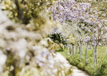 Deer Park Gardens, Devon