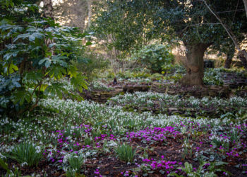 Forest Bath Your Way to Better Health