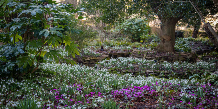 Forest Bath Your Way to Better Health
