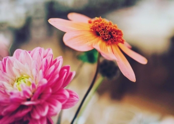 Wild Foraging Flowers For Your Wedding Day