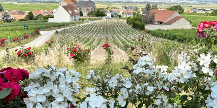 What To Pack For Champagne